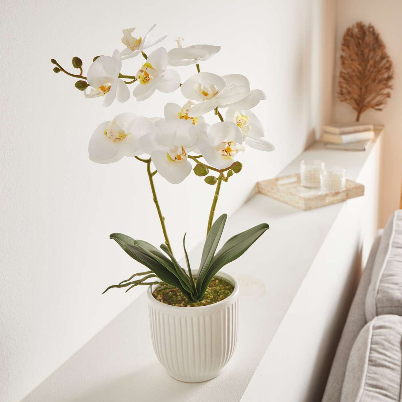 Orchidėja "White Butterfly" vazone