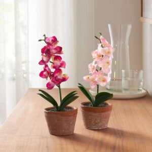 Orchidėja vazone, 2 vnt. rinkinys
